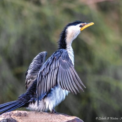 Little Pied Cormorant by Lisbeth A Westra