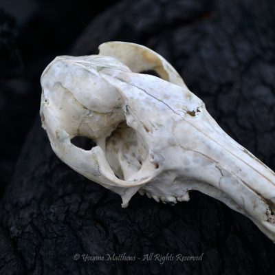 Skull by Yvonne Matthews