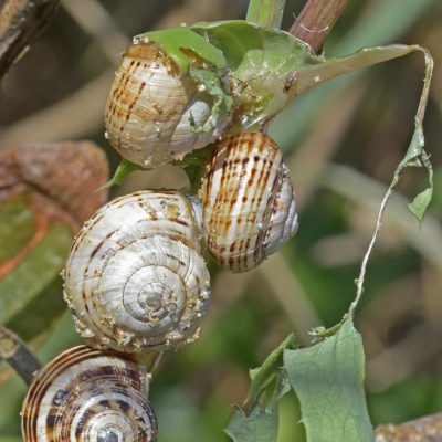 Snail Party by Ric Banister