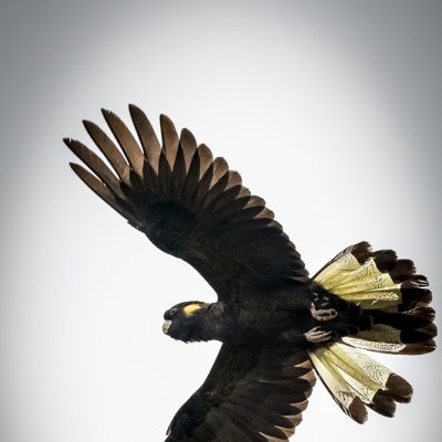 Yellow Tailed Black Cockatoo by Merrick Bailey