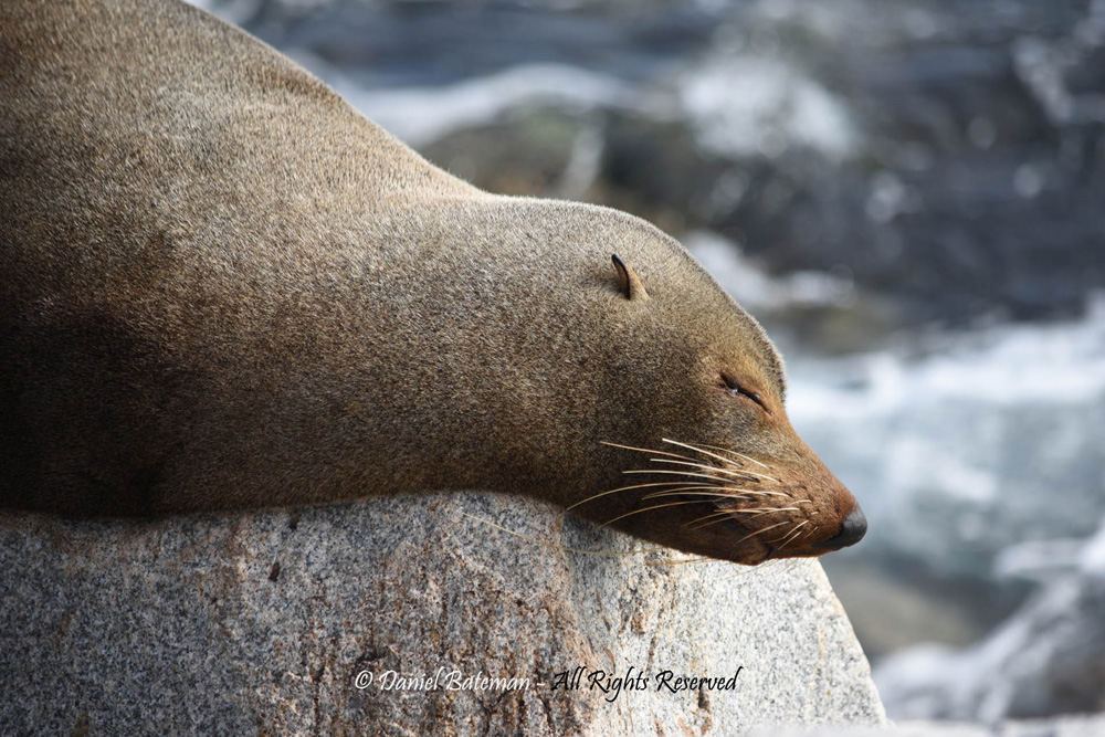 Sleepy Seal by Daniel Bateman