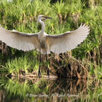 Dancing Egret - Brian Gunter