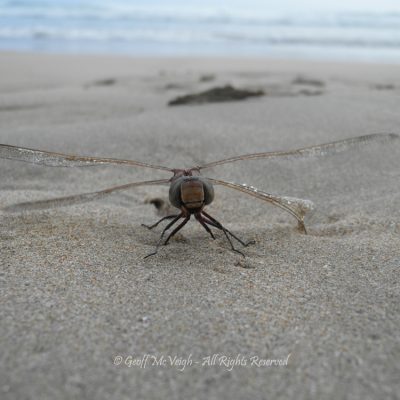 Dragonfly warming up for flight One ThouSAND at Broulee Beach by Geoff McVeigh 
