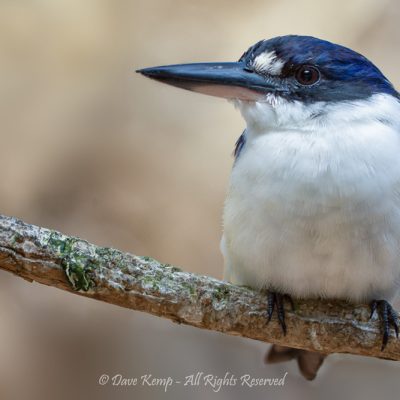 Forest Kingfisher by Dave Kemp