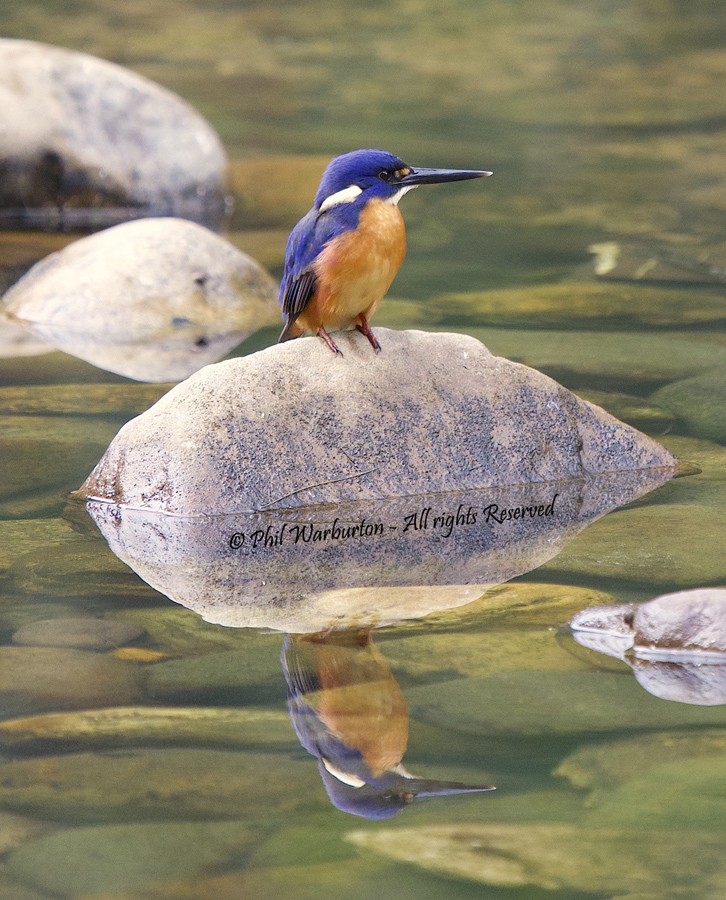 Kingfisher on a rock by Phil Warburton