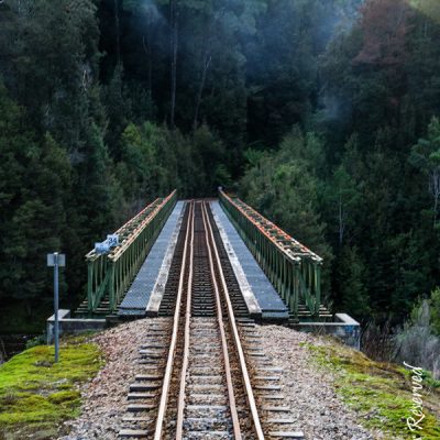 Rainforest rail-Strahan by Ken Foster