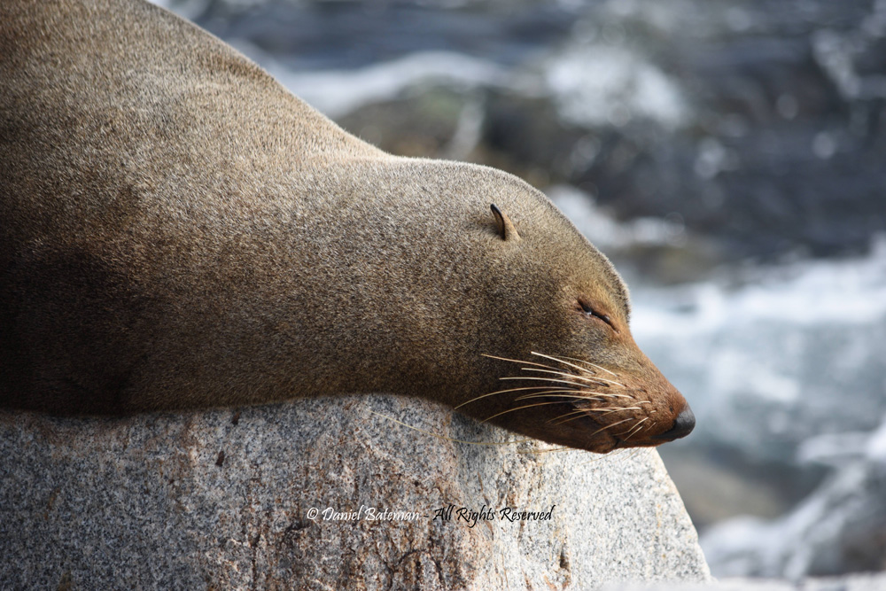 Sleepy Seal by Daniel Bataman