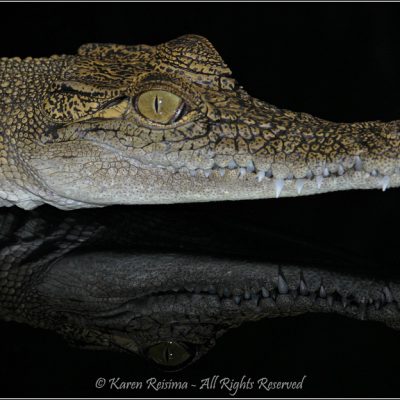 Croc by Karen Reisima