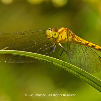 Dragonfly by Ric Banister