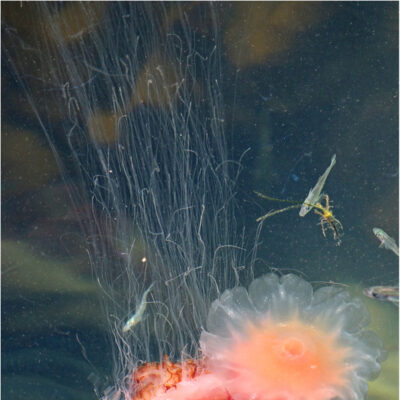 Haeckels jellyfish by Shirley Gunter