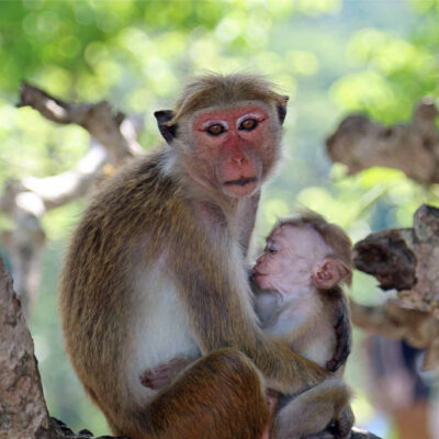 Monkey and Baby by Jeanette Robben